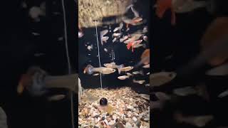 very cute fish guppy youtubeshorts fishing [upl. by Eseenaj]