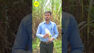 Sugarcane Special NPK Consortia  Bio Fertilizer for Sugarcane  ऊस स्पेशल [upl. by Yzzik]