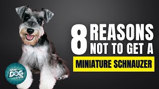 8 Reasons Why You SHOULD NOT Get a Miniature Schnauzer [upl. by Eedak]