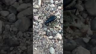 Darkling beetle 82 lunacounty darklingbeetle nature newmexico insects wildlife [upl. by Gney]