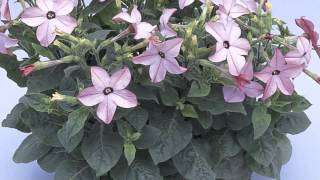 Nicotiana alata  Flowering Tobacco [upl. by Nwahsal]