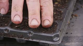 Sowing Tomato and Capsicum Seeds [upl. by Lidia784]