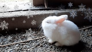 We have our first snow My rabbit is happy and jumping with happiness [upl. by Airdnalahs]