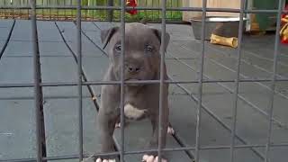 Hermosos perros pitbull bebes que te causaran mucha ternura [upl. by Nauqram]