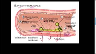 49 The cell wall contribution to Normal Hemostasisprimary and secondary hemostasis [upl. by Phonsa]