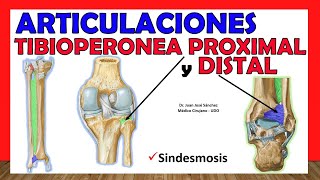 🥇 ARTICULACIONES TIBIOPERONEA PROXIMAL Y DISTAL Sindesmosis Tibioperoneal ¡Fácil y Sencillo [upl. by Atiuqihc739]