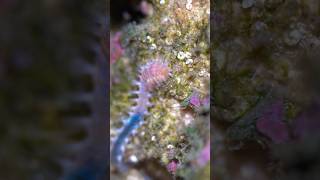 halloween Polychaeta bristleworm reef aquarium cleanupcrew [upl. by Weider]