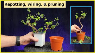 Repotting Wiring Pruning 2 cuttings portulacaria afra Bonsai bonsai repotting pruning [upl. by Otrebla992]