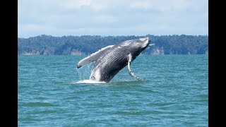 Avistamiento de ballenas en Juanchaco y Ladrilleros Colombia  Hello Laurita [upl. by Nosirb]