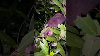 Possums having dinner 🕸️🦫 trending travel birds possums [upl. by Icrad]