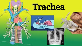 Trachea  Anatomy Location Relations Clinical Correlations [upl. by Reinar634]