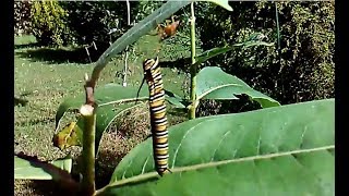 Stink bugs kill monarch caterpillars [upl. by Airam774]