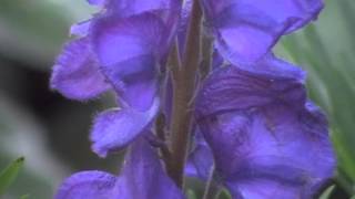 Aconitum napellus monkshood a poisonous beauty [upl. by Nuy294]