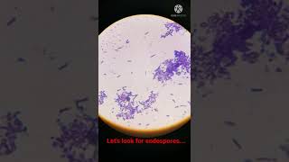 Bacterial Cells with Endospores under Microscope I Shorts [upl. by Piwowar]