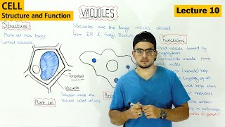 Vacuole Structure and function  Video 10 [upl. by Thurman]