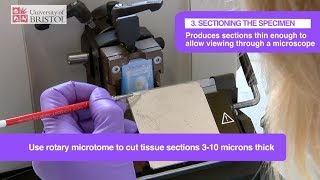 Histology Slide Preparation [upl. by Sinnal]