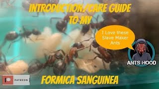 IntroductionCare Guide to my Formica Sanguinea [upl. by Maggi414]