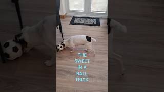 dog treat trick ball [upl. by Florry]