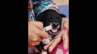 Use Syringe feeding Milk Poor Puppy babycare puppy feedingstreetdogs animals feedingstraydogs [upl. by Fahland]