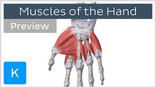 Muscles of the Hand preview  Human Anatomy  Kenhub [upl. by Port]