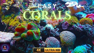 Corals  Easy corals  Corals in Pakistan [upl. by Nohsar]