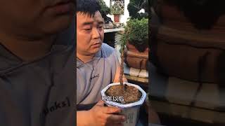 Discover the process and patience required to craft beautiful longlasting Chinese bonsai trees [upl. by Eckardt]