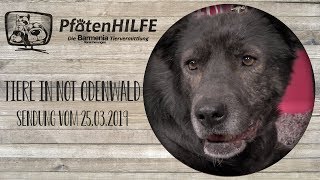 Pfotenhilfe  Die Barmenia Tiervermittlung bei Tiere in Not Odenwald 2 [upl. by Lleinad943]