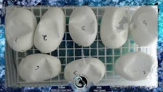 Ball Python Eggs Hatching [upl. by Oina32]