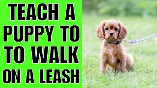 How To TEACH A Puppy To Walk On A Leash NOW [upl. by Fortna]