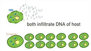 Lytic vs Lysogenic [upl. by Ydniw602]