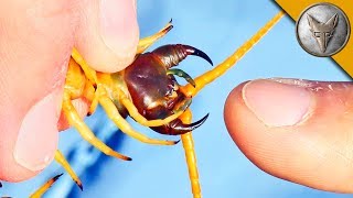 BITTEN by a GIANT DESERT CENTIPEDE [upl. by Wilfreda]