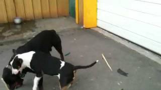 Bull terrier vs rottweiler [upl. by Nored223]