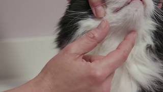 How to palpate a cats goitre [upl. by Daniala]