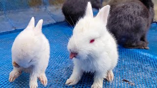 The Baby rabbit cleaning his face [upl. by Ainig674]