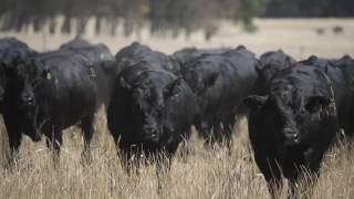 Bonny Dale Black Simmentals 2017 Bull Sale Preview [upl. by Garnette]