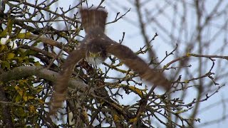 Sparrowhawk hunting at the bird feeder and eating Kobac lov Sparrowhawk attack [upl. by Sephira685]