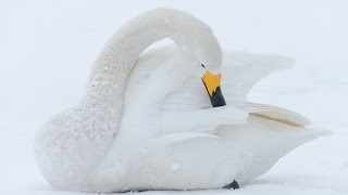 Japan Winter Wildlife with GX8 amp 100 400mm Leica Zoom [upl. by Ahsiemak]