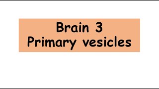 Primary brain vesicles anatomy biology Primary brain vesicles [upl. by Notgnilliw]