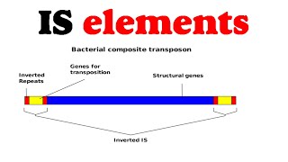 IS elements [upl. by Othilie]