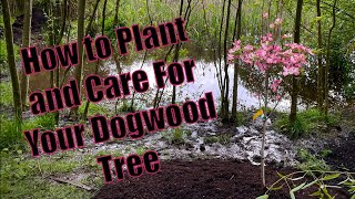 How to Plant and Care For Your Dogwood Tree [upl. by Cinimod]