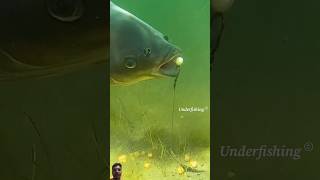 Catching Fish with a Camera Underwater 🎥🐟  Epic Fishing Adventure [upl. by Jenne772]