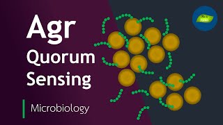 Autoinducing Peptides AIP in Staphylococcus Quorum Sensing [upl. by Aticnemrac]