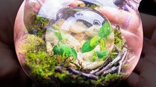 Putting an Ecosphere Inside of a Closed Terrarium [upl. by Clarhe802]