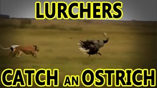 Lurchers Catch an Ostrich  Working Lurchers [upl. by Anelim]