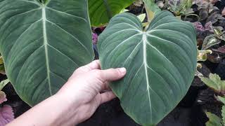 Philodendron Glorious vs Philodendron Gloriosum [upl. by Gamages]