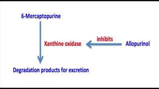 6 Mercaptopurine Mechanism [upl. by Joceline]