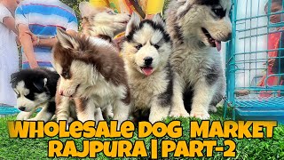 Wholesale Dog Market  Rajpura Punjab  Part2 [upl. by Ariahay]