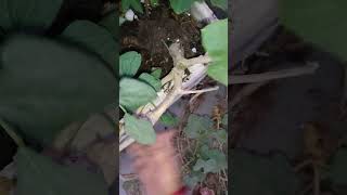 Removing pumpkin Plant from My Garden A StepbyStep Guide short ytshorts viral shorts [upl. by Gnues]