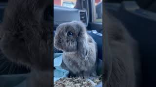 Dushane is 3 years old 💗🐰 cuteanimals bunny pets [upl. by Travus]