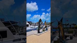 Islamorada fishing at Whale Harbor Marina floridakeys fishingguide fishing trip fishingcharters [upl. by Locklin577]